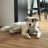 Charlie sucht liebevolle Hundekenner❤