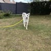 Charlie sucht liebevolle Hundekenner❤