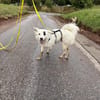 Charlie sucht liebevolle Hundekenner❤