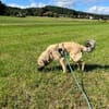 Pango sucht ein schönes Zuhause