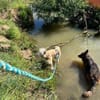 Pango sucht ein schönes Zuhause
