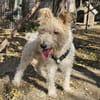 Cory, Foxterrier-Mix, sucht ein Zuhause