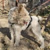 Cory, Foxterrier-Mix, sucht ein Zuhause