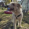 Cory, Foxterrier-Mix, sucht ein Zuhause