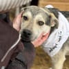 Baileytreuer Freund mit Schmusegarantie