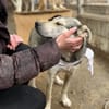 Baileytreuer Freund mit Schmusegarantie