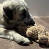 Nanuk sucht Geborgenheit