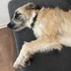 Nanuk sucht Geborgenheit