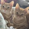 Fred & George aus dem Tierschutz