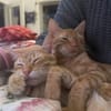 Fred & George aus dem Tierschutz
