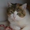 LOLITA