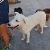 DAVID simil boarder collie