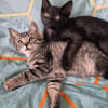 NAYA ET REGLISSE