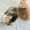 CARAMEL