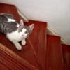 Elvis