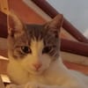 Elvis