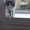Lollie