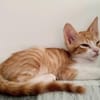 Lieber, junger Kater Pelayo