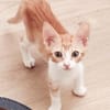 Lieber, junger Kater Pelayo