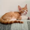 Lieber, junger Kater Pelayo
