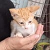 Lieber, junger Kater Pelayo