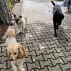 Jarus der kleine Abenteurer