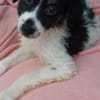 Goofy wartet in Coesfeld