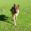 freundlicher Schäferhund sucht ....
