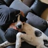 Santi braucht endlich ein Zuhause