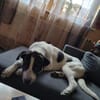 Santi braucht endlich ein Zuhause