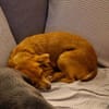 Elli - eine ruhige freundliche Hündin