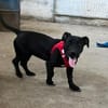 Pfiffige kleine Hanni wartet in Springe
