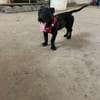 Pfiffige kleine Hanni wartet in Springe