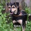 Robin