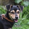Robin