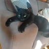 Zwei gemütliche Kater im besten Alter