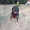 Emo ein toller Faniienhund