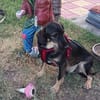 Emo ein toller Faniienhund