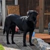 Sara, sportliche Labrador - Mix Hündin