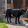 Sara, sportliche Labrador - Mix Hündin