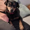 Romeo - ein lieber freundlicher Hund