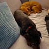 Romeo - ein lieber freundlicher Hund