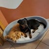 Romeo - ein lieber freundlicher Hund