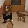 Romeo - ein lieber freundlicher Hund