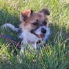 STELLA sucht ihr Glück