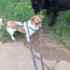STELLA sucht ihr Glück