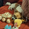 STELLA sucht ihr Glück