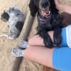 Jordan: kinderlieber English-Setter-Mix