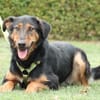 Jerry ein Traum von Hund ...