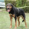 Jerry ein Traum von Hund ...